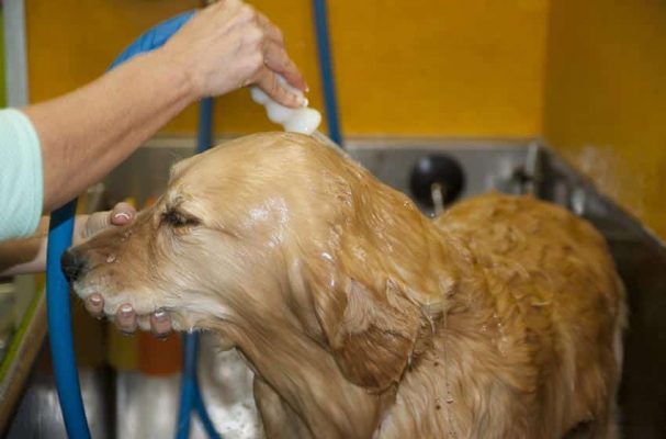 sữa tắm trị ve chó trong nhà